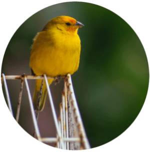 Bird on cage looking at freedom