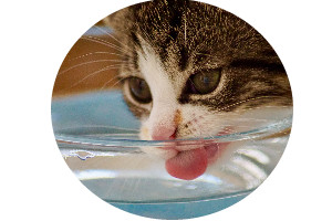 Cat free to drink water