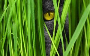 Cat grass for good nutrition in pet food