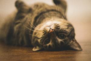 Cat upside down in a physiotherapy session