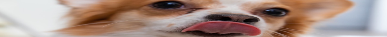Dog tongue panoramic