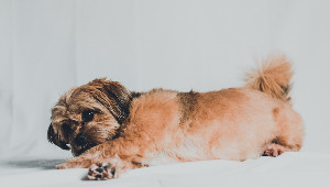 Dog stretching in yoga pose, part of physical therapy.