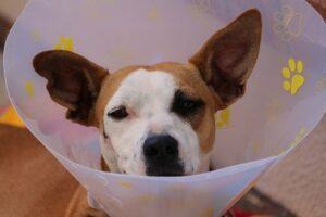 Dog wearing a cone as part of his welfare