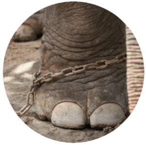 Elephant in chains with no freedoms