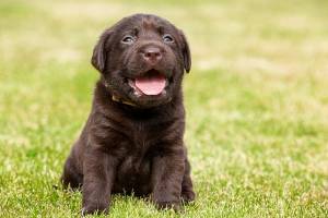 A happy puppy 