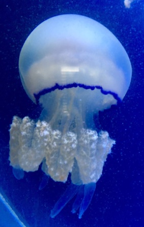 More jellyfish due to coronavirus
