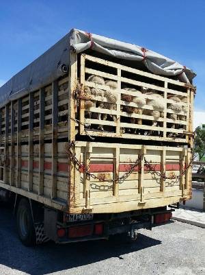 Poor welfare of animals in transport