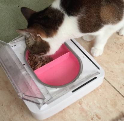Cat eating from an automatic sealed food bowl