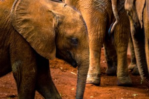 baby elephant sheldrick