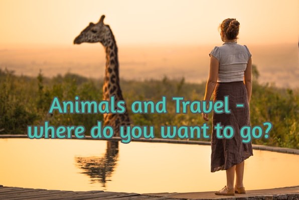 Animals and Travel - where do you want to go?