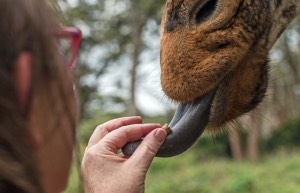 Animals and travel feeding giraffes
