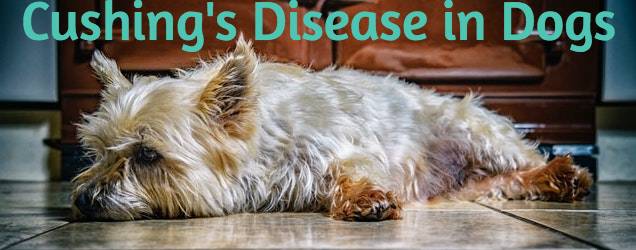 Cushing's Disease in Dogs Yorkshire Terrier