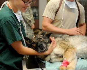 Dog in hospice care