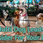 5 Multi Dog Leads To Consider For Your Pups