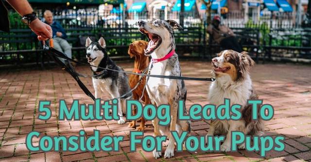 5 Multi Dog Leads To Consider For Your Pups