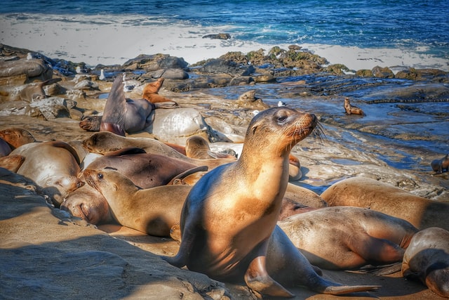 Marine Big 5 - cape fur seals