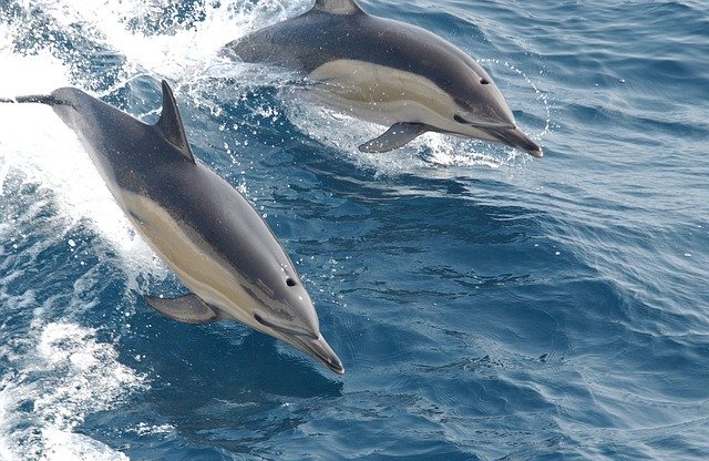 Marine Big 5 - common dolphins