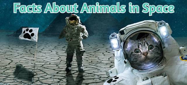 what happens to dead animals in space