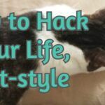 How to Hack Your Life, Cat-style