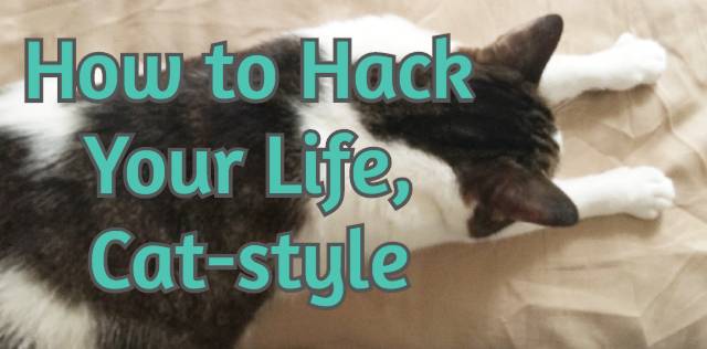 How to Hack Your Life, Cat-style