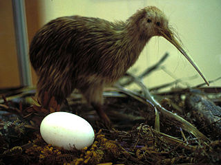 Kiwi Bird Egg