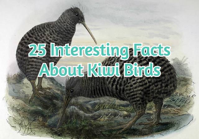 kiwi bird predator prey relationships