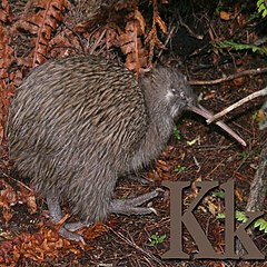 Kiwi Bird