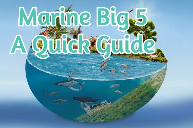 Marine Big 5 - A Quick Guide