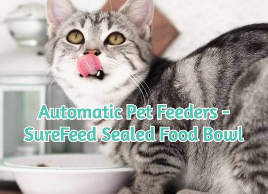 photo-of-cat-pet-feeding