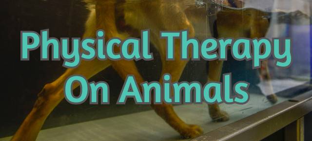 physical-therapy-on-animals