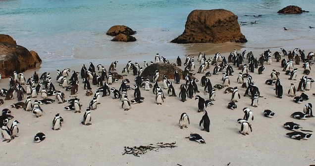 Marine Big 5 - african penguin