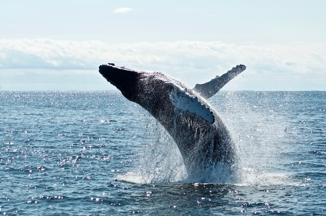 Marine Big 5 - the southern right whale