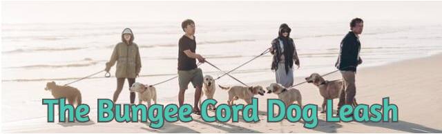 the-bungee-cord-dog-leash