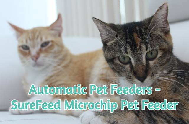 two-cats-looking-at-an-automatic-pet-feeder