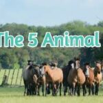What Are The 5 Animal Freedoms?