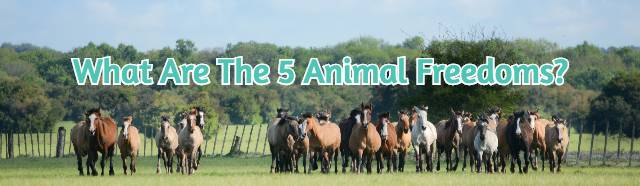 What Are The 5 Animal Freedoms?