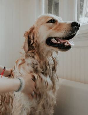 dog-grooming-tips-for-beginners-itsbathtime-retriever