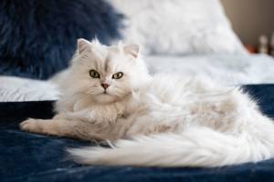 dog-grooming-tips-for-beginners-white-cat