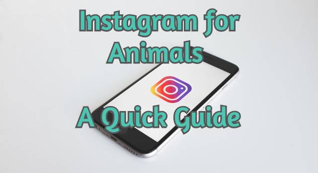 instagram-for-animals-feature