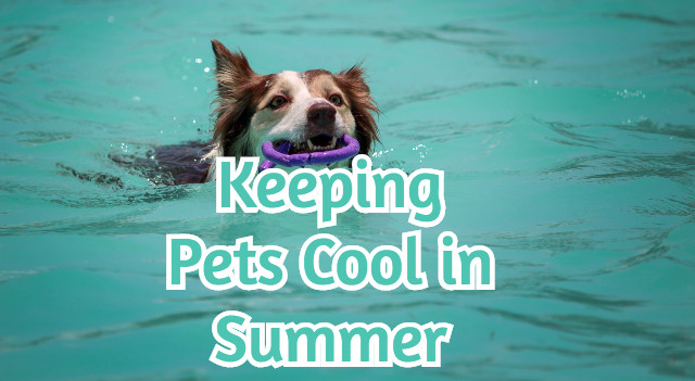 Keeping Pets Cool in Summer