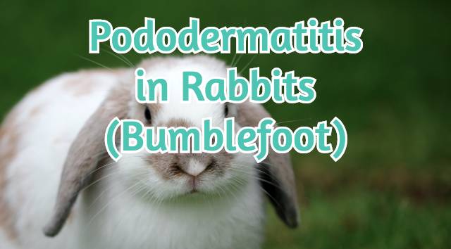 pododermatitis in rabbits bumblefoot