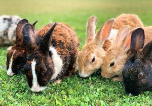 pododermatitis in rabbits bumblefoot