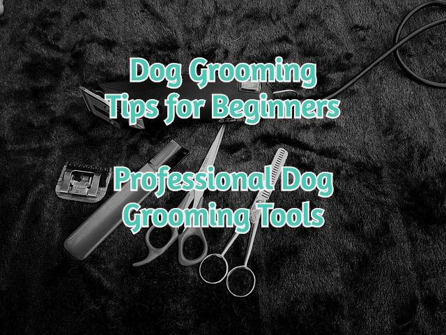 professional-dog-grooming-tools-feature