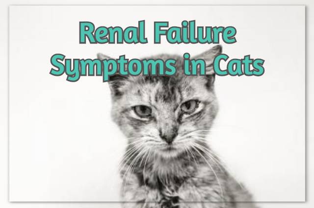 Renal Failure Symptoms in Cats