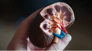 Renal failure anatomy