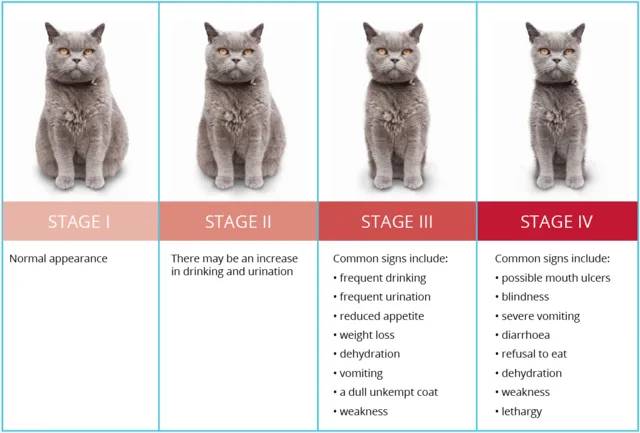 Stages of Renal Failure