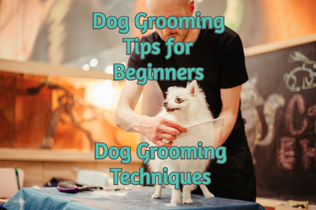 grooming_tips_for_beginners_dog_grooming_techniques