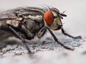 myiasis_in_animals_flystrike_housefly