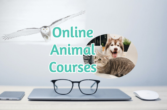 online-animal-courses