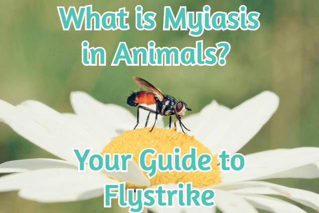what_is_myiasis_in_animals_your_guide_to_flystrike_feature
